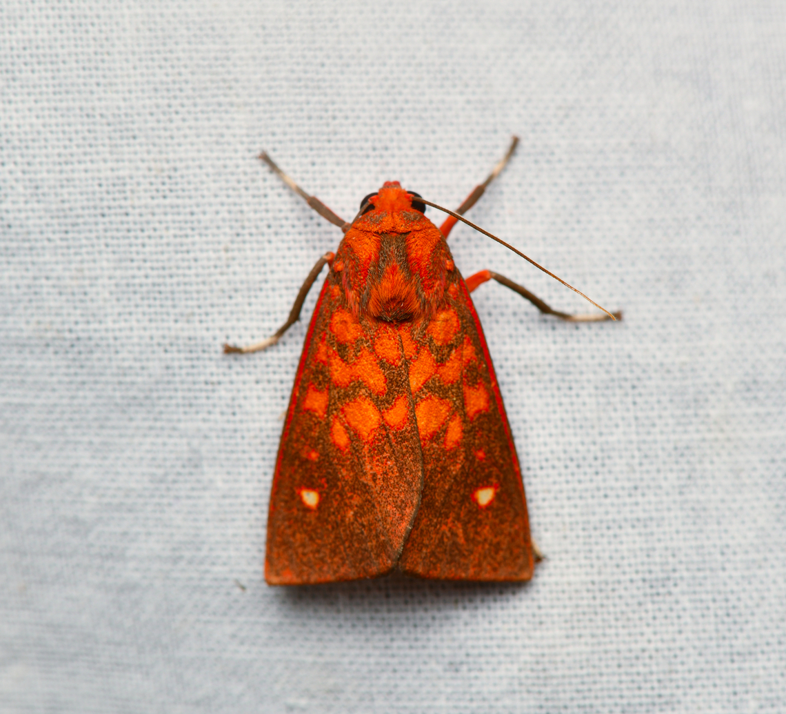 Melese intensa, La Isla Escondida, Colombia  Colombia,Colombia 2024,Fall,Geotagged,La Isla Escondida,Melese intensa,South America,World