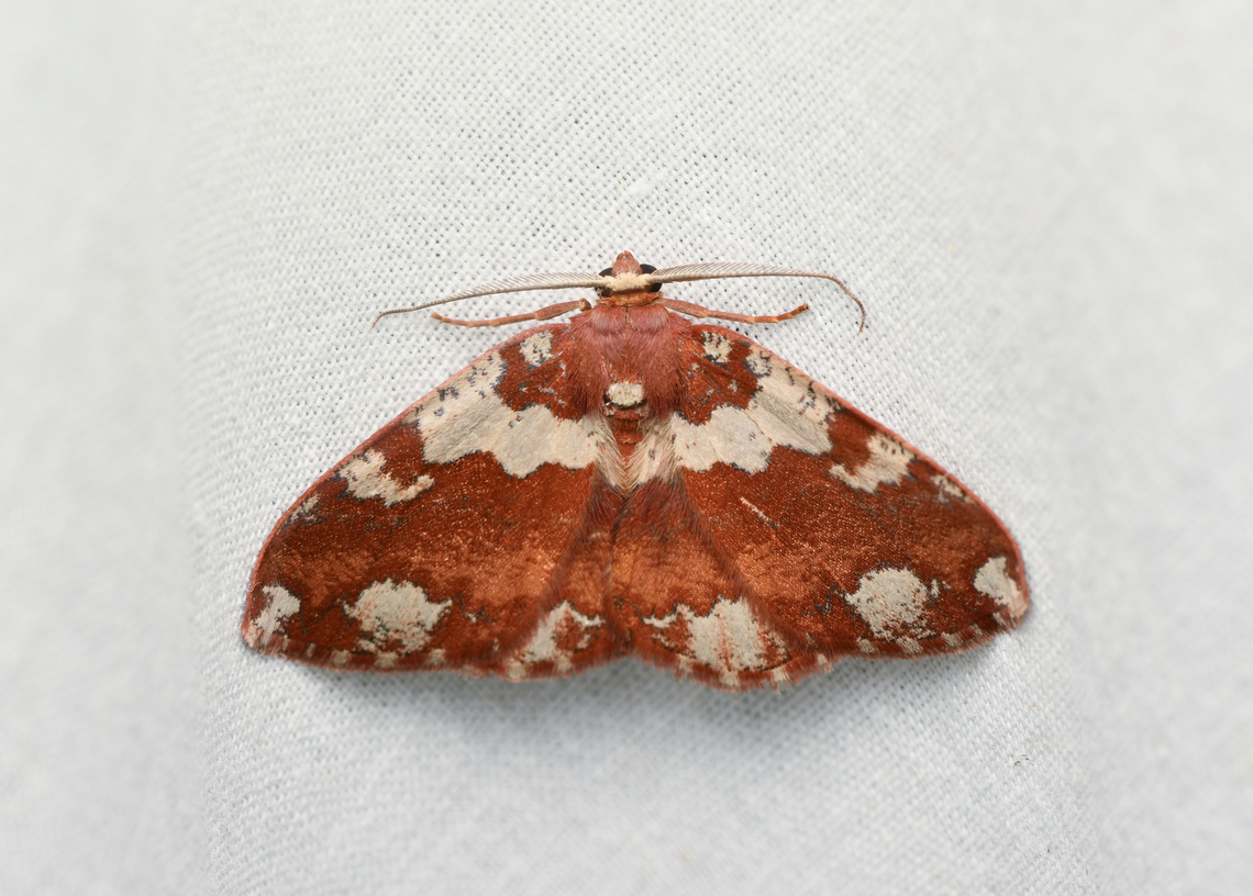 Unknown moth, La Isla Escondida, Colombia Can't find anything looking like this :( Colombia,Colombia 2024,Fall,Geotagged,La Isla Escondida,South America,World