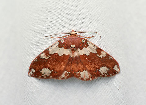 Unknown moth, La Isla Escondida, Colombia Can't find anything looking like this :( Colombia,Colombia 2024,Fall,Geotagged,La Isla Escondida,South America,World