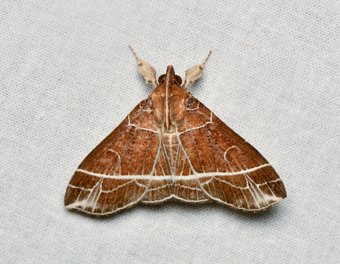 Rejectaria barbuti, La Isla Escondida, Colombia  Colombia,Colombia 2024,Fall,Geotagged,La Isla Escondida,Rejectaria barbuti,South America,World