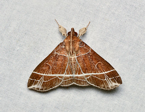 Rejectaria barbuti, La Isla Escondida, Colombia  Colombia,Colombia 2024,Fall,Geotagged,La Isla Escondida,Rejectaria barbuti,South America,World