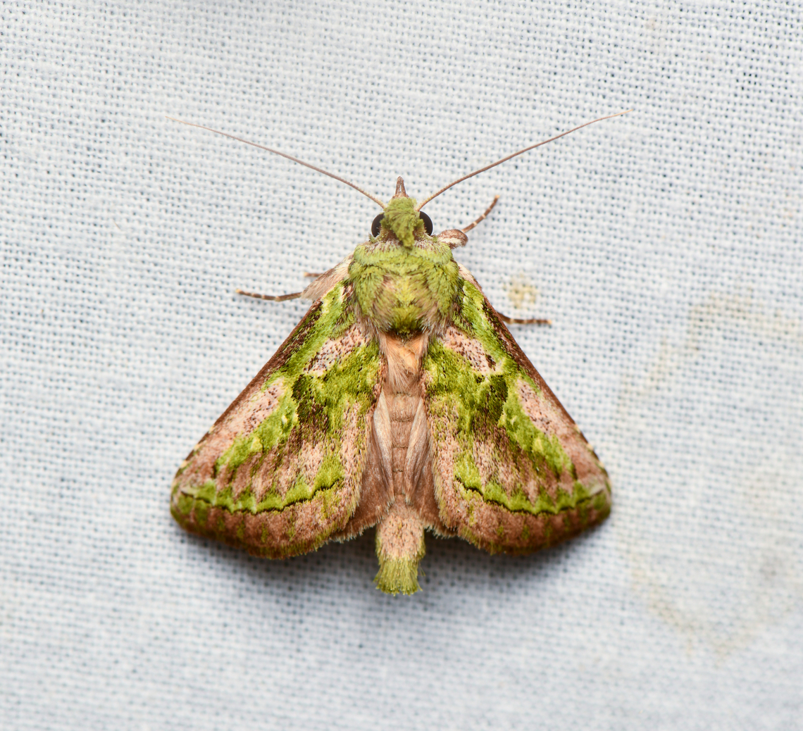 Noctuidae, La Isla Escondida, Colombia  Colombia,Colombia 2024,Fall,Geotagged,La Isla Escondida,South America,World