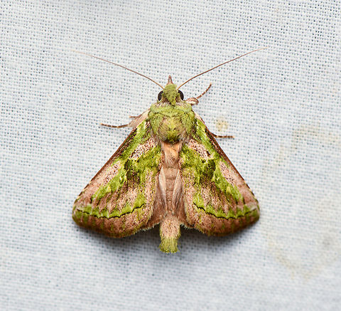 Noctuidae, La Isla Escondida, Colombia  Colombia,Colombia 2024,Fall,Geotagged,La Isla Escondida,South America,World