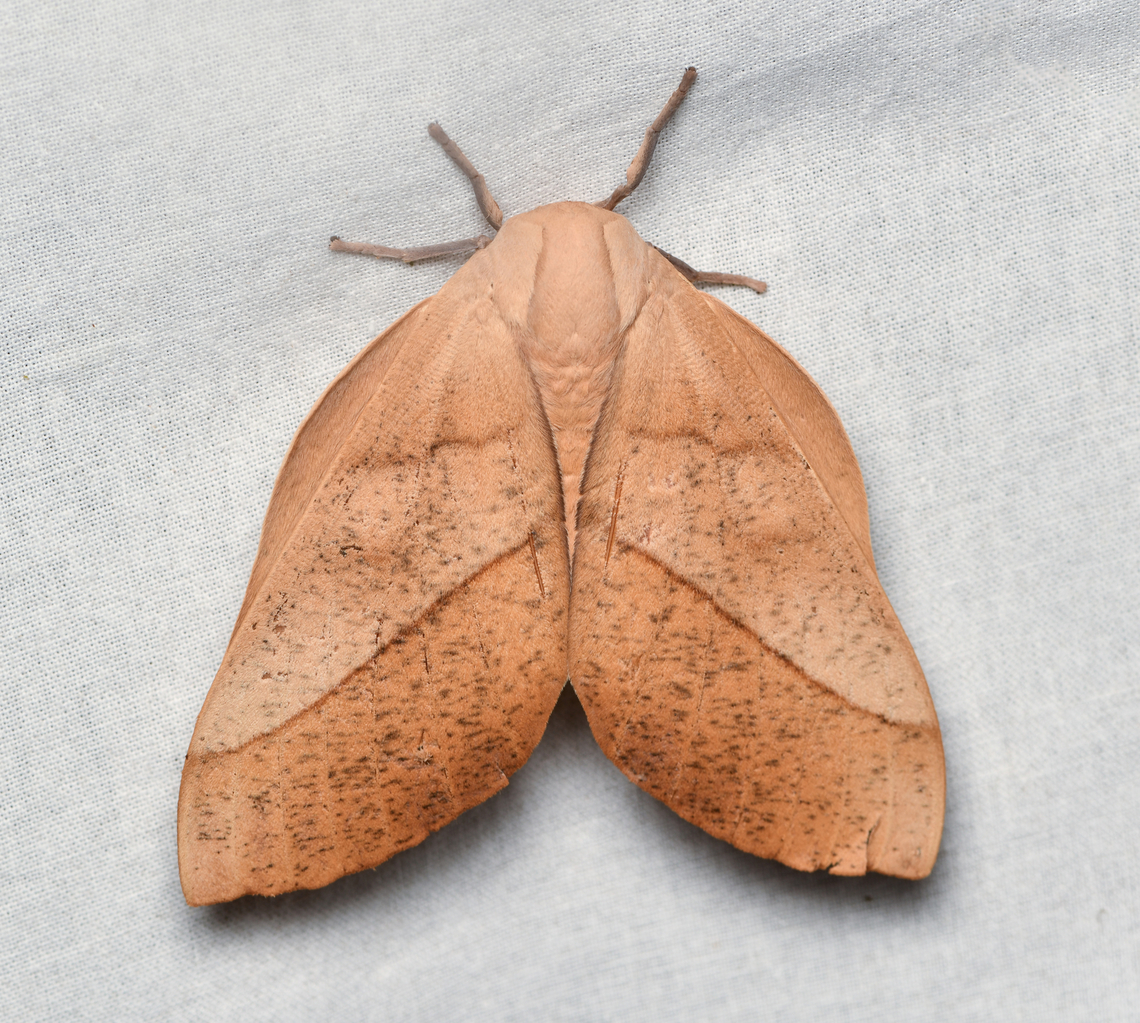 Syssphinx molina, La Isla Escondida, Colombia  Colombia,Colombia 2024,Fall,Geotagged,La Isla Escondida,South America,Syssphinx molina,World