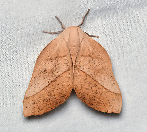 Syssphinx molina, La Isla Escondida, Colombia  Colombia,Colombia 2024,Fall,Geotagged,La Isla Escondida,South America,Syssphinx molina,World