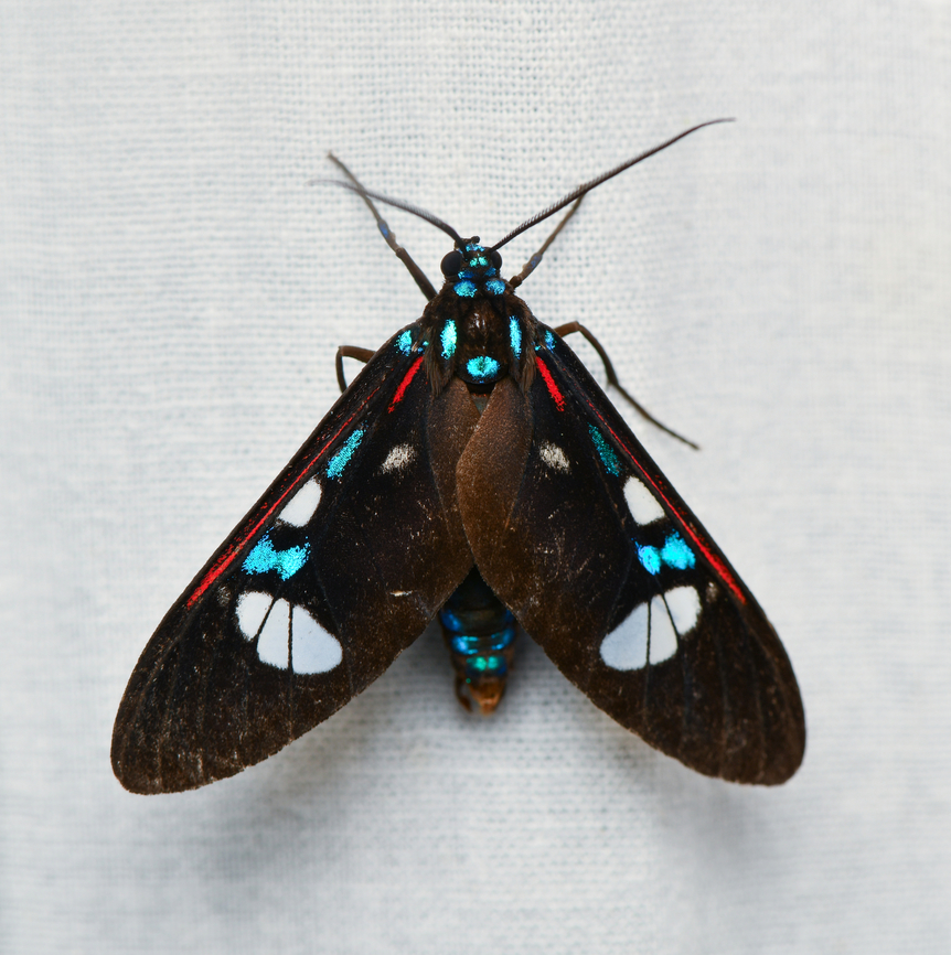 Androcharta hoffmannsi, La Isla Escondida, Colombia  Androcharta hoffmannsi,Colombia,Colombia 2024,Fall,Geotagged,La Isla Escondida,South America,World