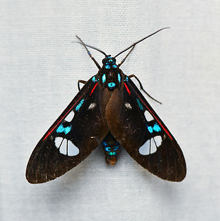 Androcharta hoffmannsi, La Isla Escondida, Colombia  Androcharta hoffmannsi,Colombia,Colombia 2024,Fall,Geotagged,La Isla Escondida,South America,World