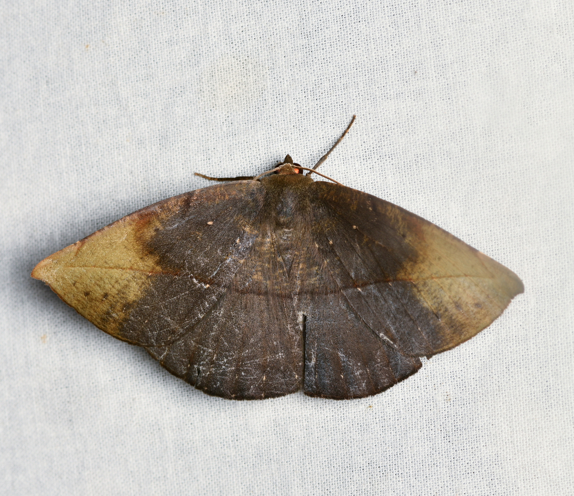 Oxydia sp., La Isla Escondida, Colombia Possibly Oxydia apidania, but not fully sure. Colombia,Colombia 2024,Fall,Geotagged,La Isla Escondida,South America,World