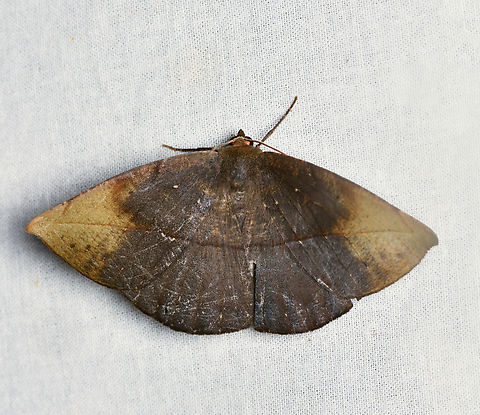 Oxydia sp., La Isla Escondida, Colombia Possibly Oxydia apidania, but not fully sure. Colombia,Colombia 2024,Fall,Geotagged,La Isla Escondida,South America,World