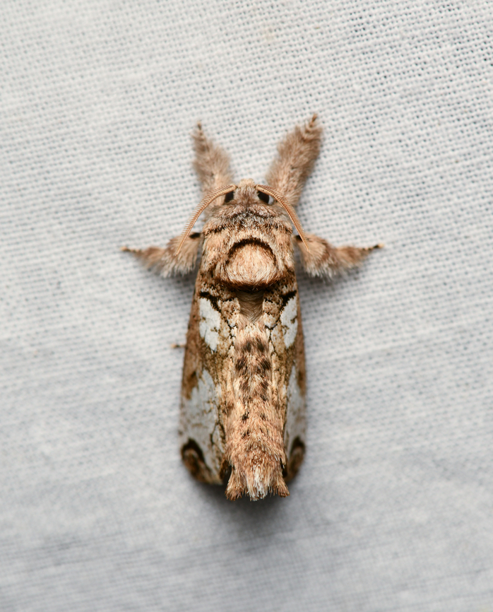 Langsdorfia polybia, La Isla Escondida, Colombia  Colombia,Colombia 2024,Fall,Geotagged,Inguromorpha polybia,La Isla Escondida,South America,World