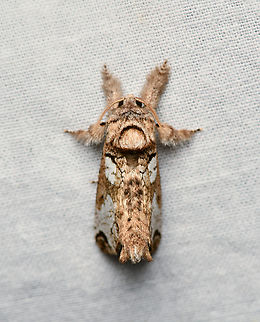 Inguromorpha polybia