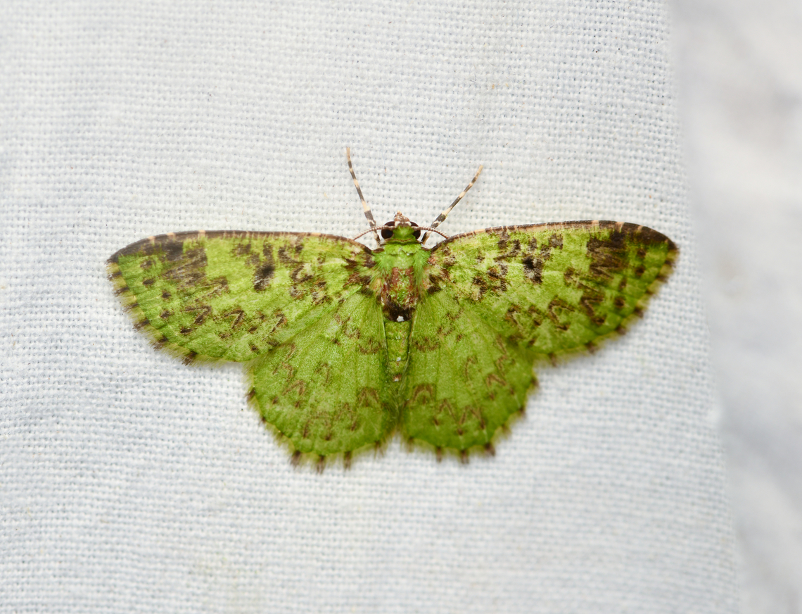 Nemoria scriptaria, La Isla Escondida, Colombia  Colombia,Colombia 2024,Fall,Geotagged,La Isla Escondida,Nemoria scriptaria,South America,World