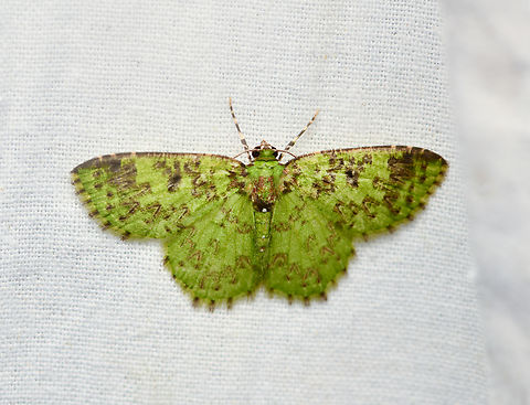 Nemoria scriptaria, La Isla Escondida, Colombia  Colombia,Colombia 2024,Fall,Geotagged,La Isla Escondida,Nemoria scriptaria,South America,World