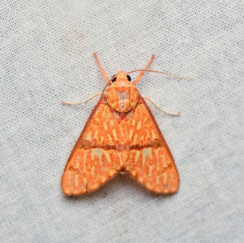 Eriostepta nigripuncta, La Isla Escondida, Colombia  Colombia,Colombia 2024,Eriostepta nigripuncta,Fall,Geotagged,La Isla Escondida,South America,World