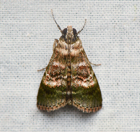 Unknown moth, La Isla Escondida, Colombia  Colombia,Colombia 2024,Fall,Geotagged,La Isla Escondida,South America,World