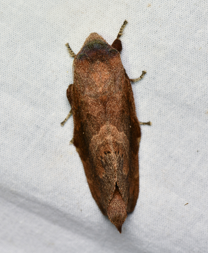 Prorifrons, La Isla Escondida, Colombia  Colombia,Colombia 2024,Fall,Geotagged,La Isla Escondida,South America,World