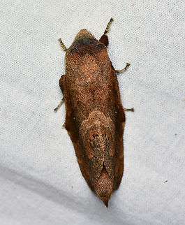 Prorifrons, La Isla Escondida, Colombia  Colombia,Colombia 2024,Fall,Geotagged,La Isla Escondida,South America,World