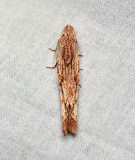 Nycterotis ankistron, La Isla Escondida, Colombia Incredible camouflage on this dead twig moth:
https://www.jungledragon.com/image/167001/nycterotis_ankistron_-_side_view_la_isla_escondida_colombia.html Colombia,Colombia 2024,Fall,Geotagged,La Isla Escondida,Nycterotis ankistron,South America,World