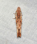 Nycterotis ankistron, La Isla Escondida, Colombia Incredible camouflage on this dead twig moth:<br />
https://www.jungledragon.com/image/167001/nycterotis_ankistron_-_side_view_la_isla_escondida_colombia.html Colombia,Colombia 2024,Fall,Geotagged,La Isla Escondida,Nycterotis ankistron,South America,World