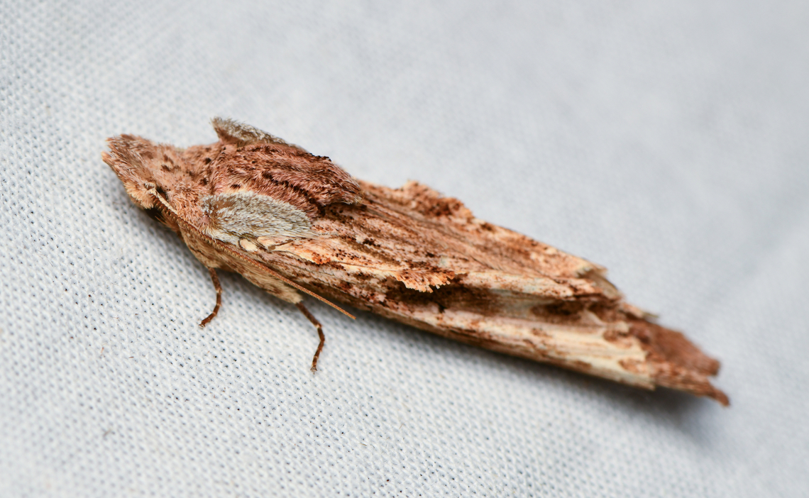 Nycterotis ankistron - side view, La Isla Escondida, Colombia Incredible camouflage on this dead twig moth:<br />
<figure class="photo"><a href="https://www.jungledragon.com/image/167000/nycterotis_ankistron_la_isla_escondida_colombia.html" title="Nycterotis ankistron, La Isla Escondida, Colombia"><img src="https://s3.amazonaws.com/media.jungledragon.com/images/2/167000_thumb.jpg?AWSAccessKeyId=05GMT0V3GWVNE7GGM1R2&Expires=1769040010&Signature=1NpC58mGYL6vvT5rtLnEgoEIhx8%3D" width="128" height="152" alt="Nycterotis ankistron, La Isla Escondida, Colombia Incredible camouflage on this dead twig moth:<br />
https://www.jungledragon.com/image/167001/nycterotis_ankistron_-_side_view_la_isla_escondida_colombia.html Colombia,Colombia 2024,Fall,Geotagged,La Isla Escondida,Nycterotis ankistron,South America,World" /></a></figure> Colombia,Colombia 2024,Fall,Geotagged,La Isla Escondida,Nycterotis ankistron,South America,World