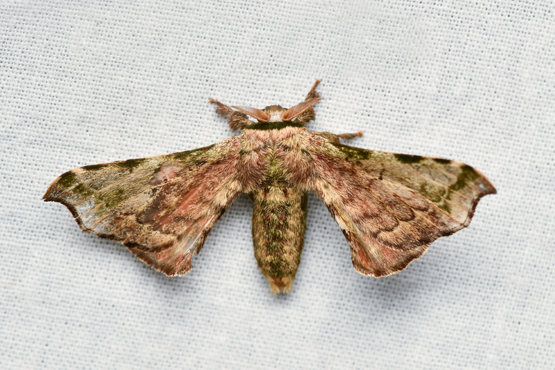 Quentalia lividia, La Isla Escondida, Colombia  Colombia,Colombia 2024,Fall,Geotagged,La Isla Escondida,Quentalia lividia,South America,World