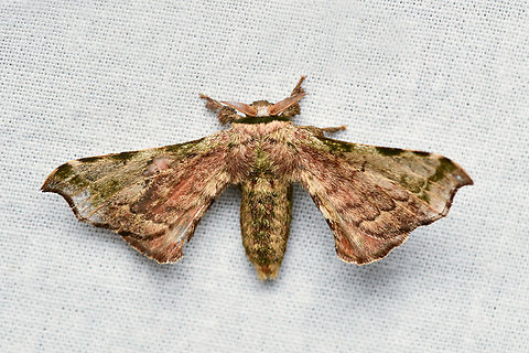 Quentalia lividia, La Isla Escondida, Colombia  Colombia,Colombia 2024,Fall,Geotagged,La Isla Escondida,Quentalia lividia,South America,World