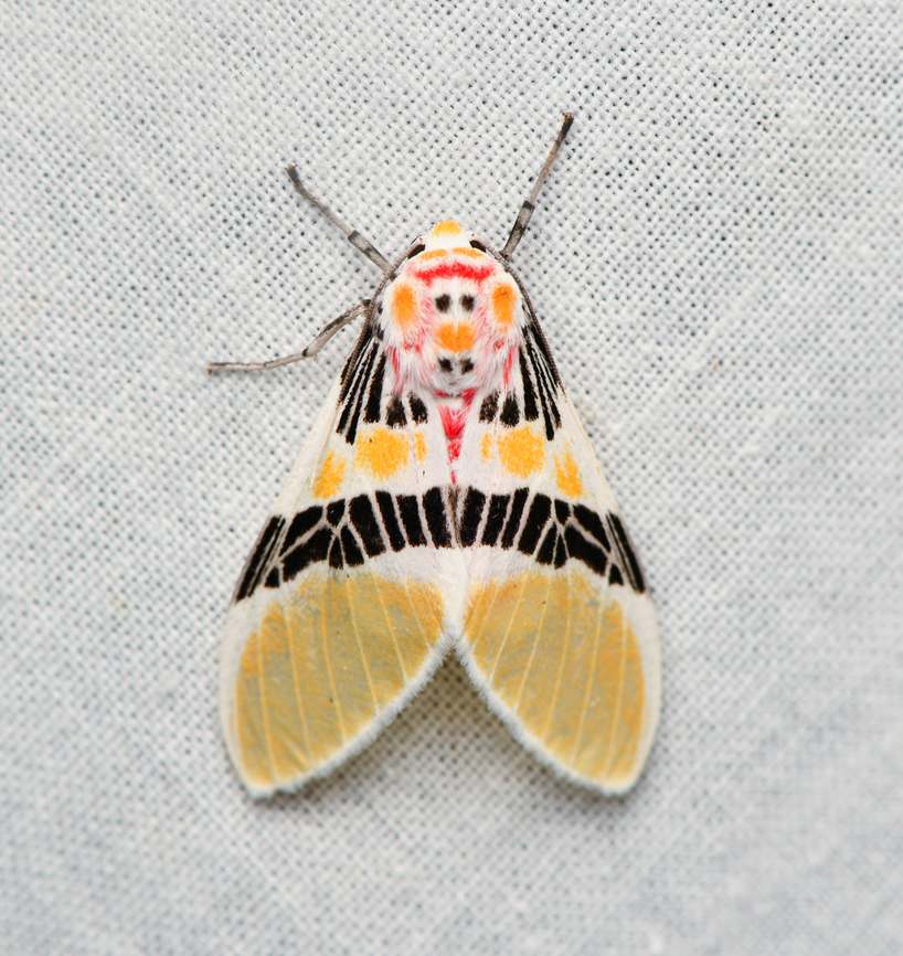 Idalus herois, La Isla Escondida, Colombia  Colombia,Colombia 2024,Fall,Geotagged,Idalus herois,La Isla Escondida,South America,World