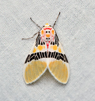 Idalus herois, La Isla Escondida, Colombia  Colombia,Colombia 2024,Fall,Geotagged,Idalus herois,La Isla Escondida,South America,World