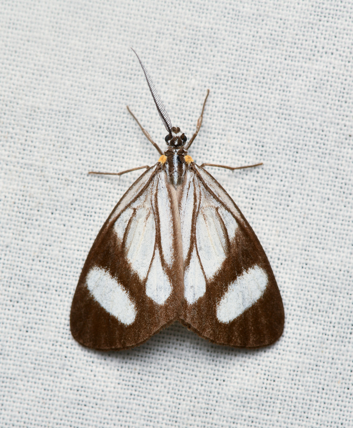 Euchontha frigida, La Isla Escondida, Colombia  Colombia,Colombia 2024,Euchontha frigida,Fall,Geotagged,La Isla Escondida,South America,World