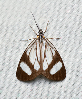 Euchontha frigida, La Isla Escondida, Colombia  Colombia,Colombia 2024,Euchontha frigida,Fall,Geotagged,La Isla Escondida,South America,World