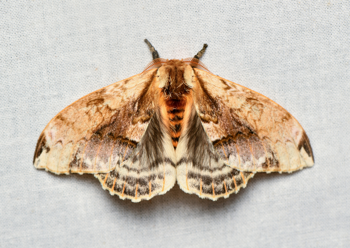 Molippa simillima, La Isla Escondida, Colombia  Colombia,Colombia 2024,Fall,Geotagged,La Isla Escondida,Molippa simillima,South America,World