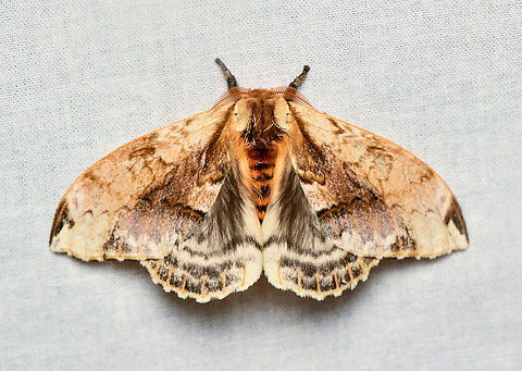 Molippa simillima, La Isla Escondida, Colombia  Colombia,Colombia 2024,Fall,Geotagged,La Isla Escondida,Molippa simillima,South America,World