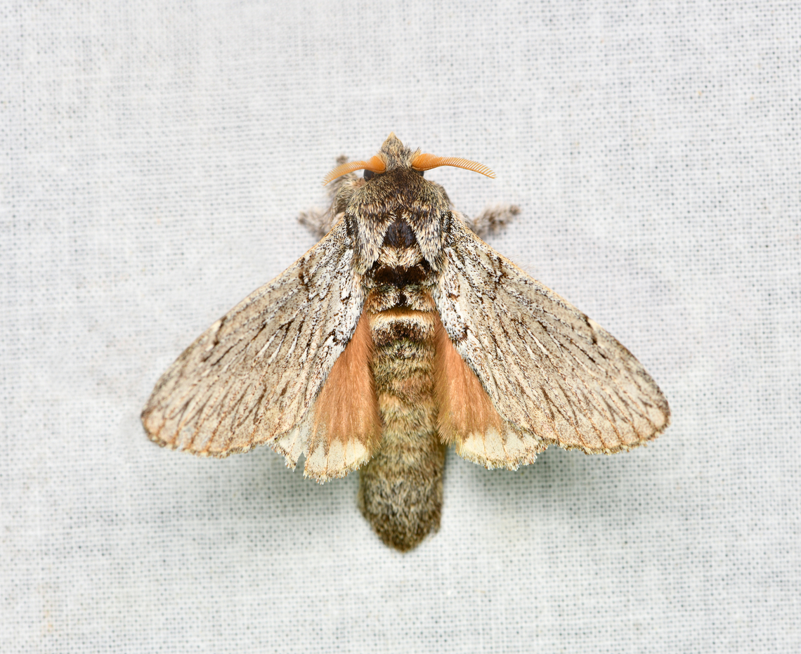 Euglyphis ornata, La Isla Escondida, Colombia  Colombia,Colombia 2024,Euglyphis ornata,Fall,Geotagged,La Isla Escondida,South America,World