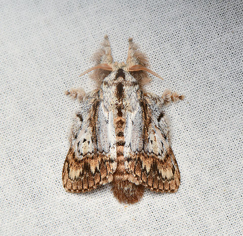 Euglyphis sp., La Isla Escondida, Colombia  Colombia,Colombia 2024,Fall,Geotagged,La Isla Escondida,South America,World