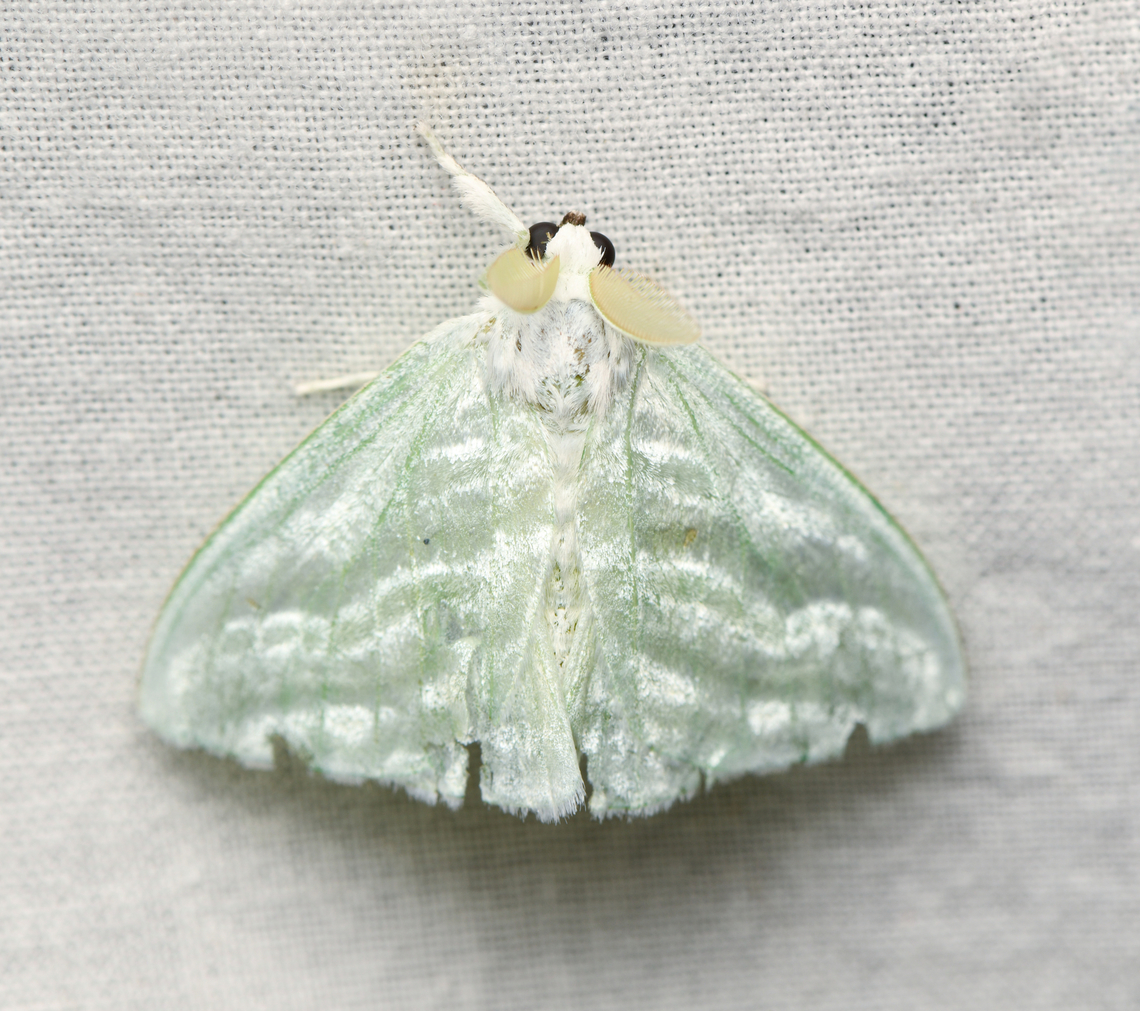 Caviria regina, La Isla Escondida, Colombia  Caviria regina,Colombia,Colombia 2024,Fall,Geotagged,La Isla Escondida,South America,World