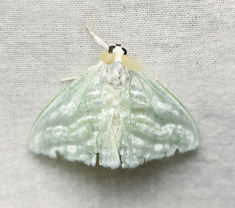 Caviria regina, La Isla Escondida, Colombia  Caviria regina,Colombia,Colombia 2024,Fall,Geotagged,La Isla Escondida,South America,World