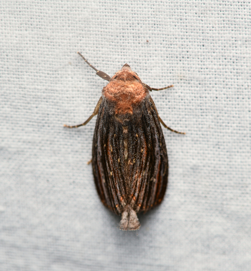 Antiopha multilinea, La Isla Escondida, Colombia  Antiopha multilinea,Colombia,Colombia 2024,Fall,Geotagged,La Isla Escondida,South America,World