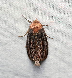 Antiopha multilinea, La Isla Escondida, Colombia  Antiopha multilinea,Colombia,Colombia 2024,Fall,Geotagged,La Isla Escondida,South America,World