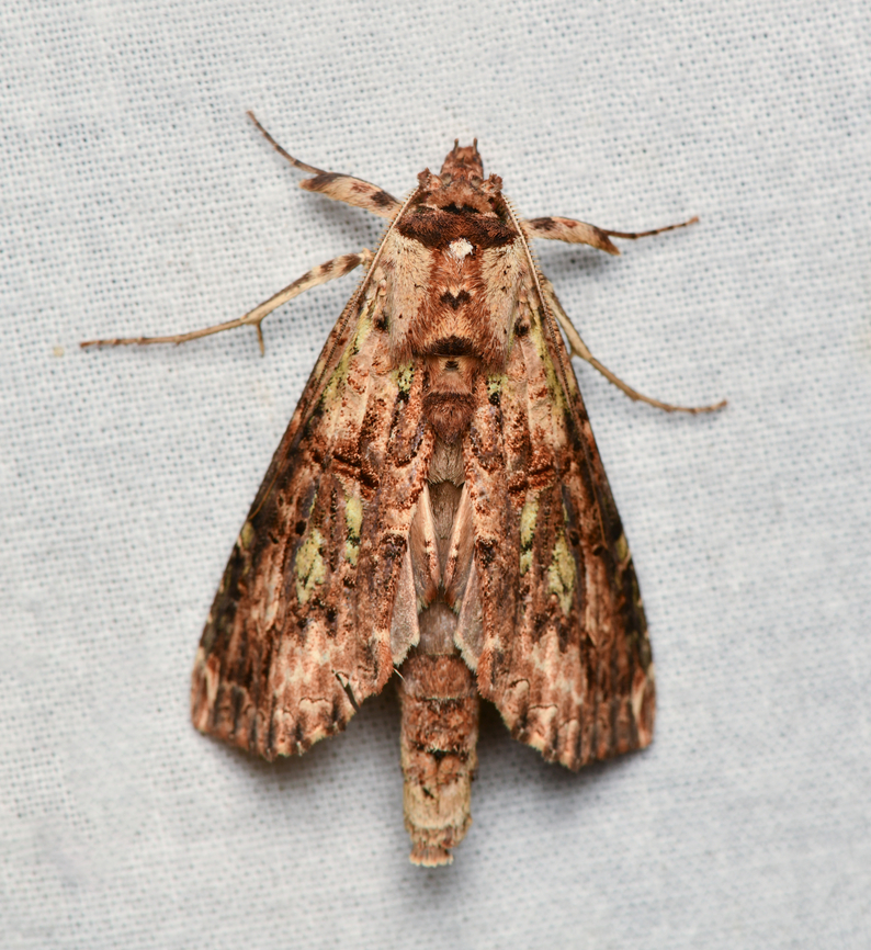 Nystalea sp.?, La Isla Escondida, Colombia  Colombia,Colombia 2024,Fall,Geotagged,La Isla Escondida,South America,World