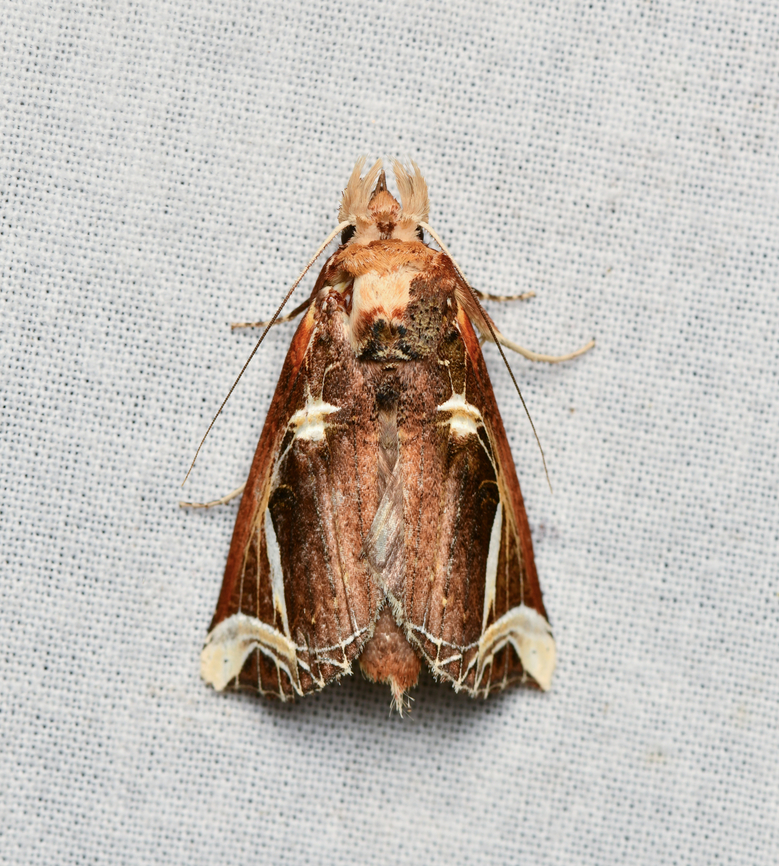 Calledema argenta, La Isla Escondida, Colombia  Calledema argenta,Colombia,Colombia 2024,Fall,Geotagged,La Isla Escondida,South America,World