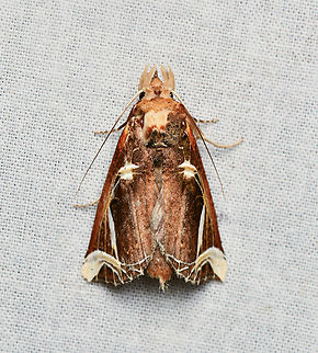 Calledema argenta, La Isla Escondida, Colombia  Calledema argenta,Colombia,Colombia 2024,Fall,Geotagged,La Isla Escondida,South America,World