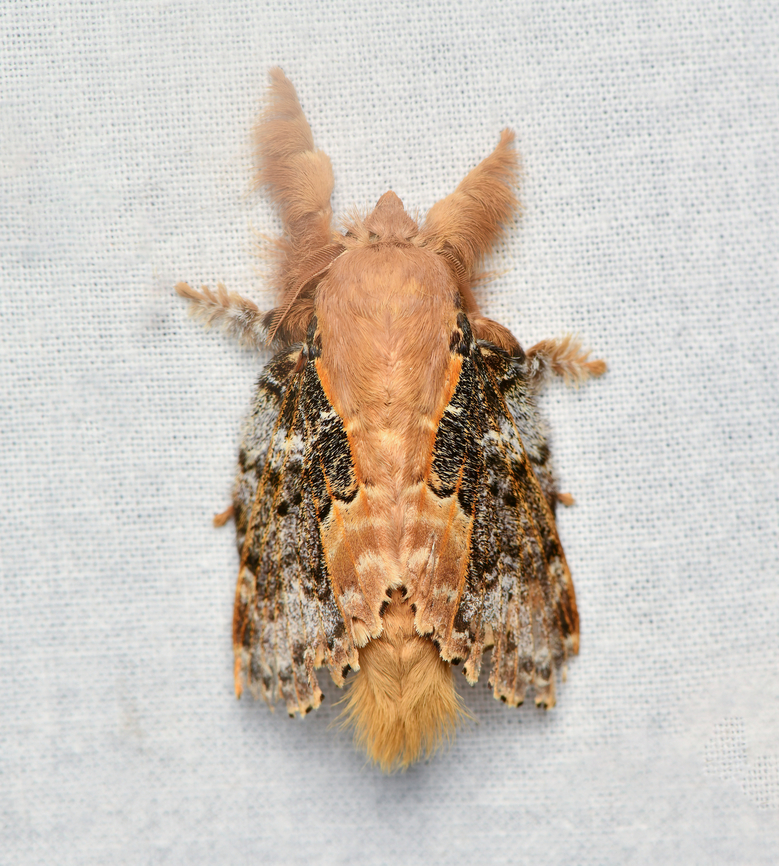 Euglyphis claudia, La Isla Escondida, Colombia  Colombia,Colombia 2024,Euglyphis claudia,Fall,Geotagged,La Isla Escondida,South America,World