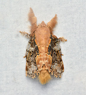 Euglyphis claudia, La Isla Escondida, Colombia  Colombia,Colombia 2024,Euglyphis claudia,Fall,Geotagged,La Isla Escondida,South America,World