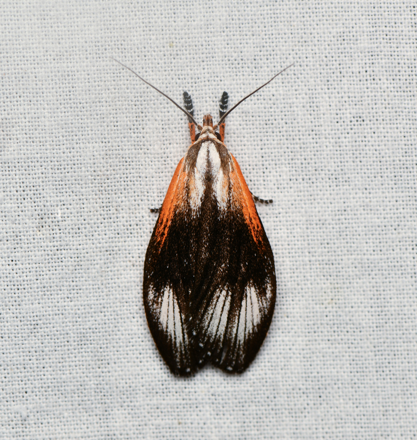 Timocratica leucocapna, La Isla Escondida, Colombia  Colombia,Colombia 2024,Fall,Geotagged,La Isla Escondida,South America,Timocratica leucocapna,World