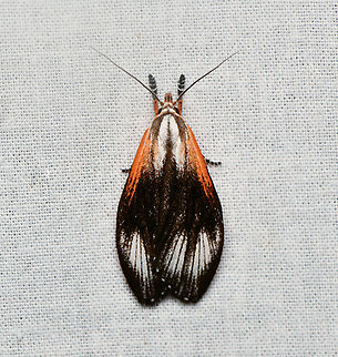 Timocratica leucocapna, La Isla Escondida, Colombia  Colombia,Colombia 2024,Fall,Geotagged,La Isla Escondida,South America,Timocratica leucocapna,World