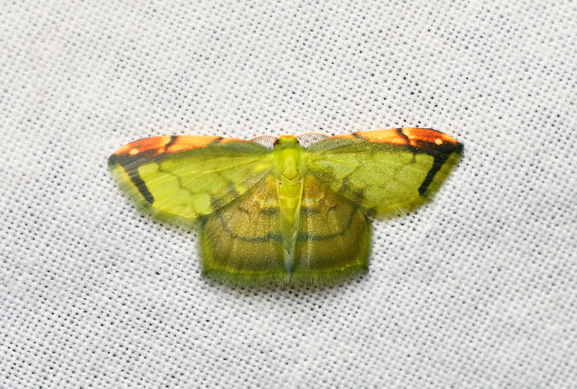 Hydata busa, La Isla Escondida, Colombia  Colombia,Colombia 2024,Fall,Geotagged,Hydata busa,La Isla Escondida,South America,World