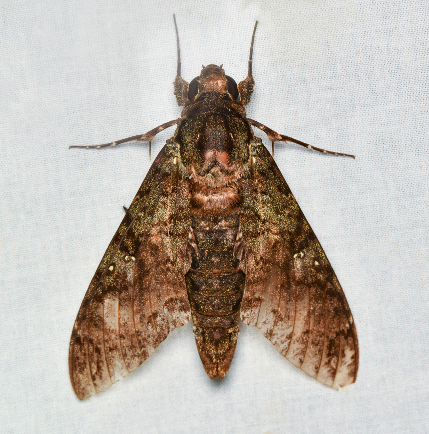 Cocytius duponchel, La Isla Escondida, Colombia  Amphonyx duponchel,Colombia,Colombia 2024,Duponchels sphinx,Fall,Geotagged,La Isla Escondida,South America,World