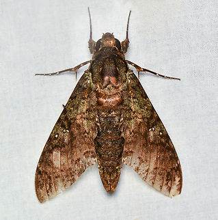 Cocytius duponchel, La Isla Escondida, Colombia  Amphonyx duponchel,Colombia,Colombia 2024,Duponchels sphinx,Fall,Geotagged,La Isla Escondida,South America,World