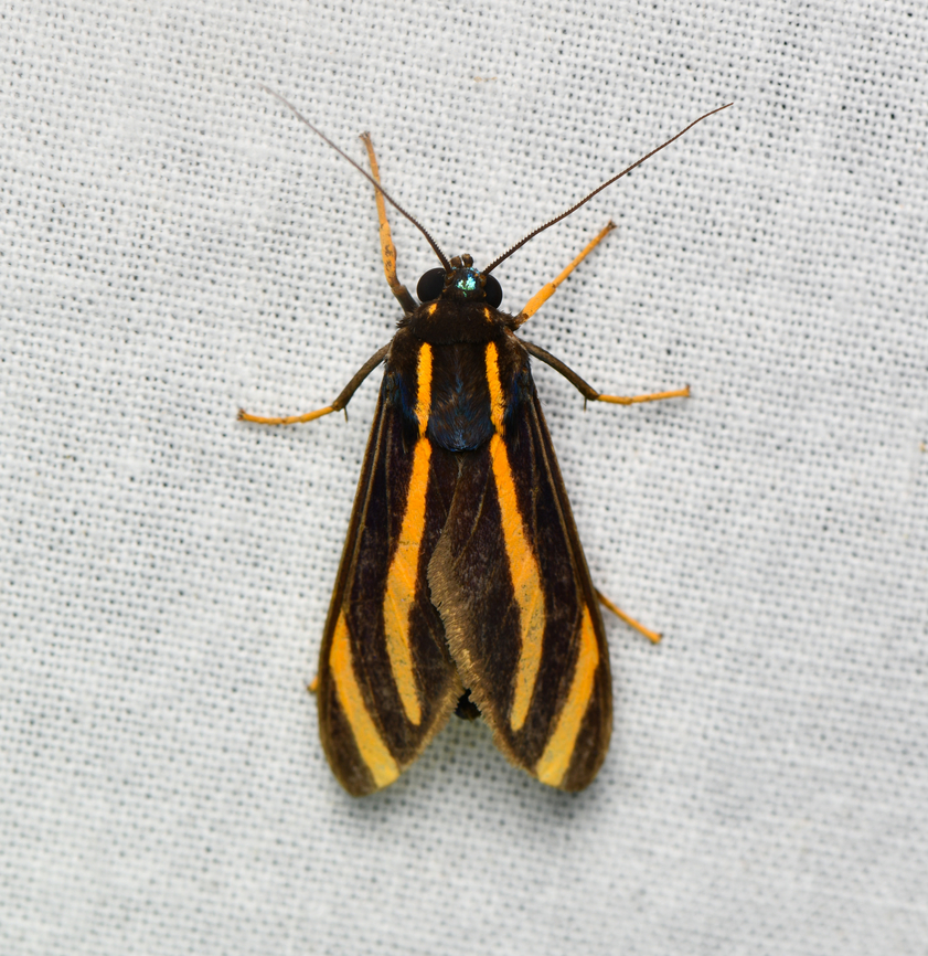 Ormetica packardi, La Isla Escondida, Colombia  Colombia,Colombia 2024,Fall,Geotagged,La Isla Escondida,Ormetica packardi,South America,World