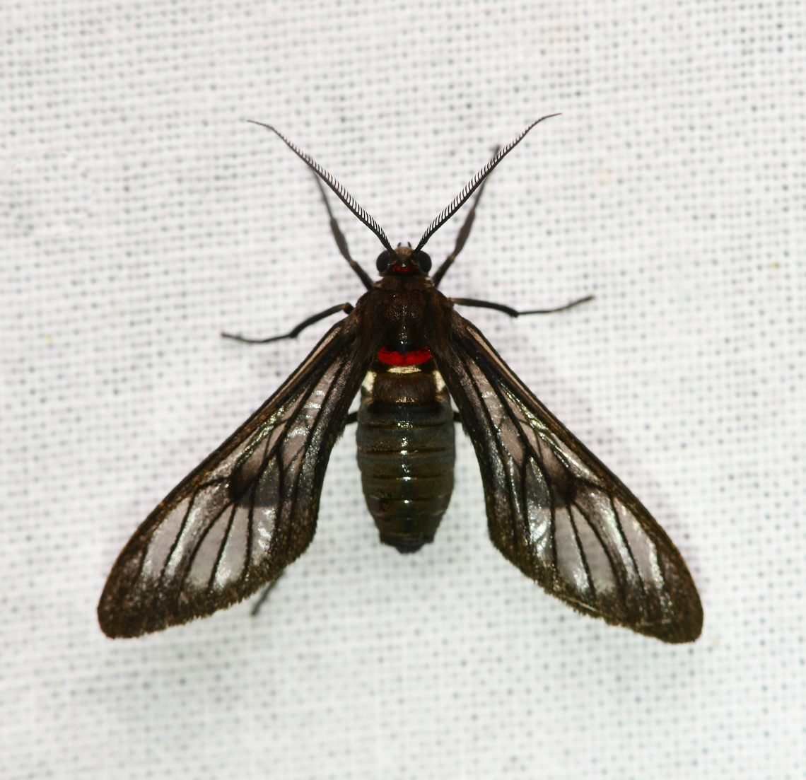 Saurita sp., La Isla Escondida, Colombia  Colombia,Colombia 2024,Fall,Geotagged,La Isla Escondida,South America,World